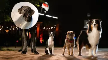 Zasłona do filmu "Spuszczone ze smyczy" #212165