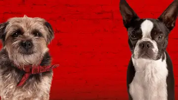 Zasłona do filmu "Spuszczone ze smyczy" #212167