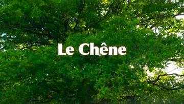 Zasłona do filmu "Le Chêne" #198311