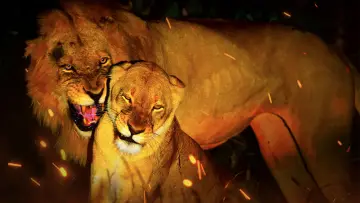Zasłona do filmu "Game of Lions" #1882048