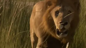 Zasłona do filmu "Game of Lions" #1882050