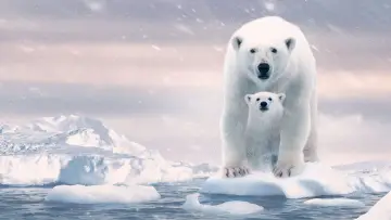 Zasłona do filmu "Polar Bear" #429440