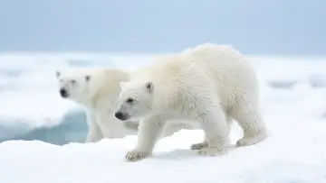 Zasłona do filmu "Polar Bear" #429441