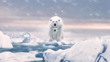 Zasłona do filmu "Polar Bear" #429442