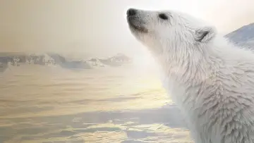 Zasłona do filmu "Polar Bear" #429443