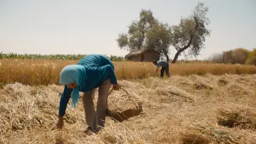 Zasłona do filmu "W proch się obrócisz" #384629