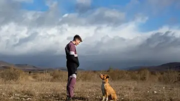 Zasłona do filmu "Amstaff" #355131