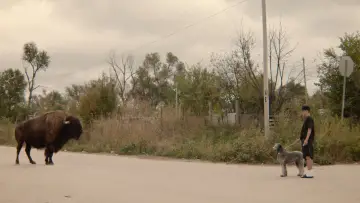 Zasłona do filmu "Rumaki wojny" #410662