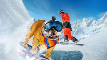 Zasłona do filmu "Powder Pup" #443575