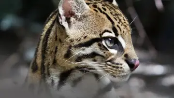Zasłona do filmu "Deep in the Heart: A Texas Wildlife Story" #1040952