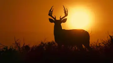 Zasłona do filmu "Deep in the Heart: A Texas Wildlife Story" #402655