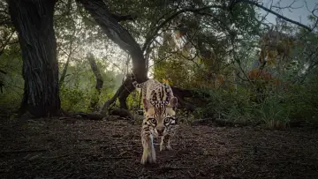 Zasłona do filmu "Deep in the Heart: A Texas Wildlife Story" #402656