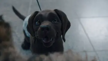 Zasłona do filmu "Pies i kot" #429748
