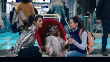 Zasłona do filmu "Pies i kot" #429761