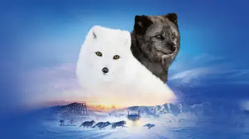 Zasłona do filmu "Kina i Yuk" #757773