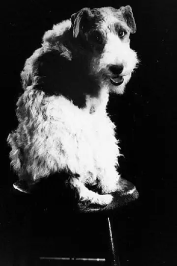 Zdjęcie Skippy #142763
