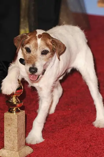 Zdjęcie Uggie #101948