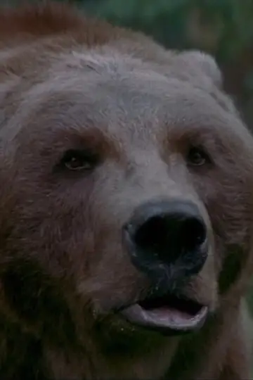 Zdjęcie Bart The Bear #29487