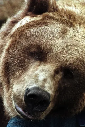 Zdjęcie Bart The Bear #29488