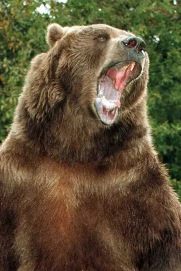 Zdjęcie Bart The Bear #29489