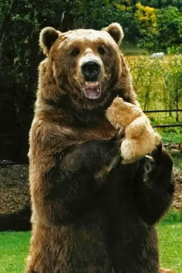 Zdjęcie Bart The Bear #29490