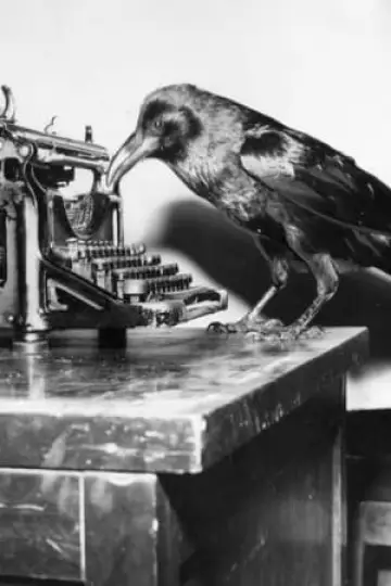 Zdjęcie Jimmy the Crow #45234