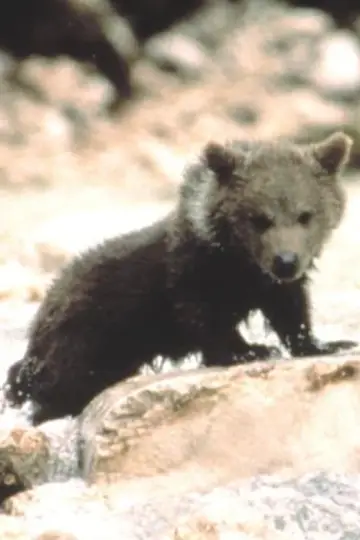 Zdjęcie Youk the Bear #112386