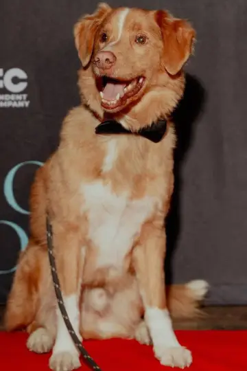 Zdjęcie  (Indy the Dog) #358217