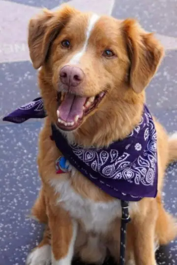 Zdjęcie  (Indy the Dog) #358221