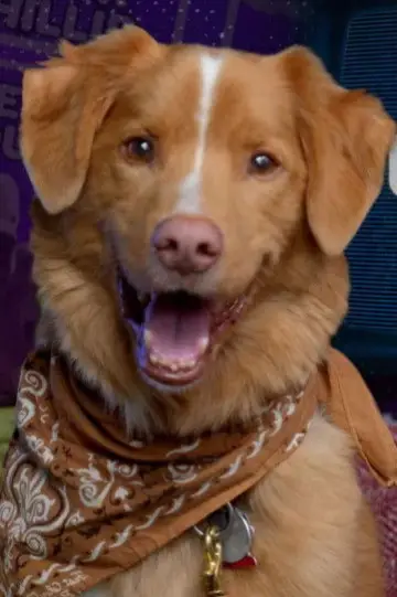 Zdjęcie  (Indy the Dog) #358220