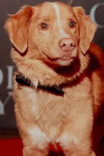 Zdjęcie  (Indy the Dog) #358219