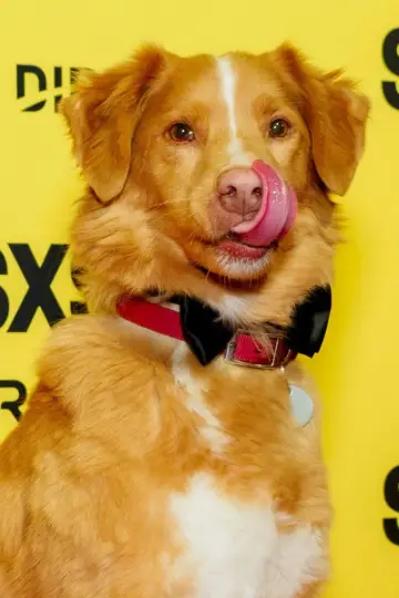 Zdjęcie  (Indy the Dog) #358218