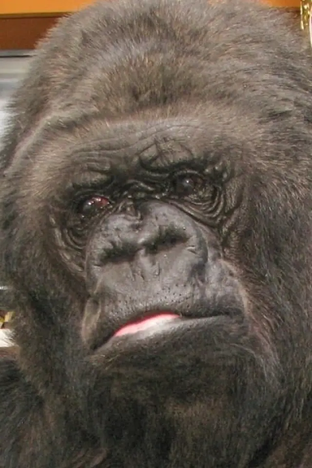 Zdjęcie  (Koko)