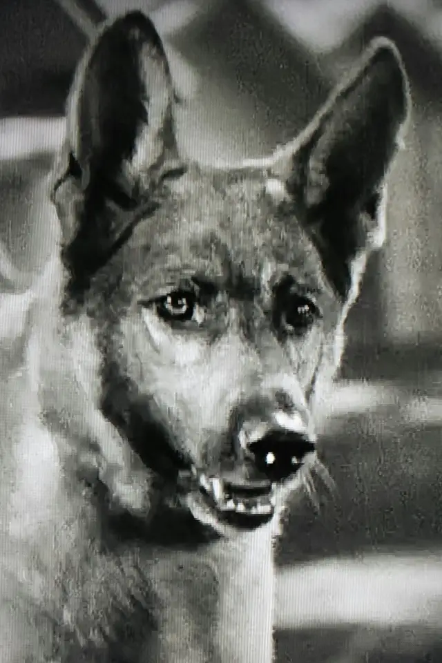 Zdjęcie  (Grey Shadow)