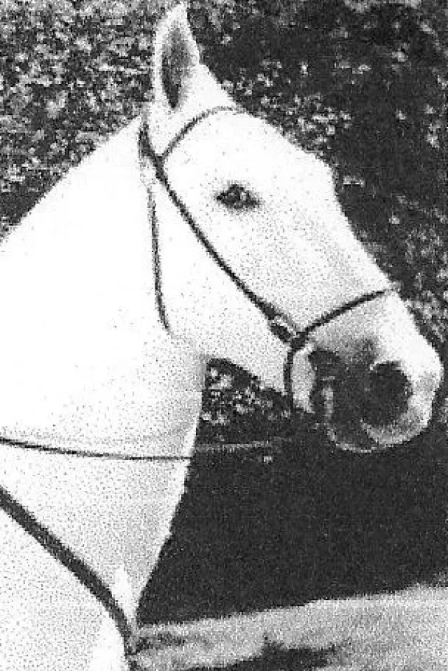 Zdjęcie  (Silver King the Horse)