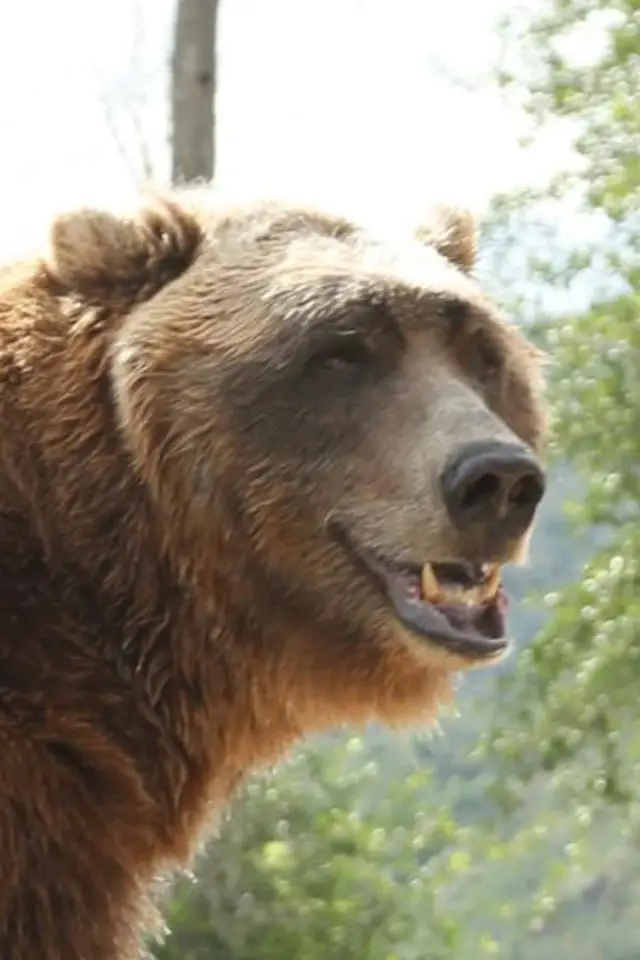 Zdjęcie Bart The Bear