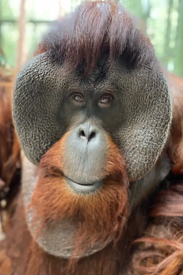 Zdjęcie  (Sam the Orangutan)