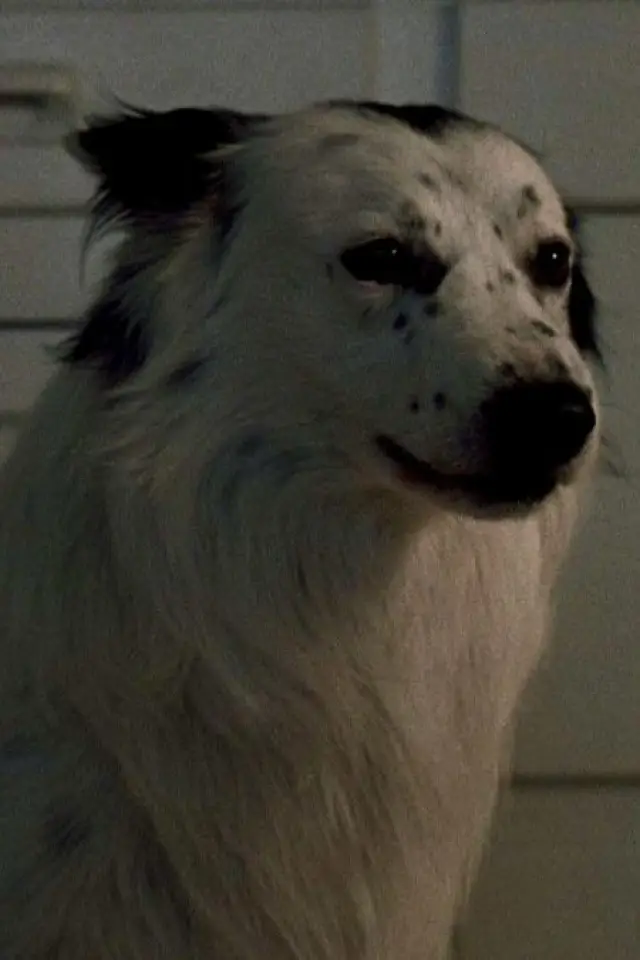 Zdjęcie Jake (Jake)