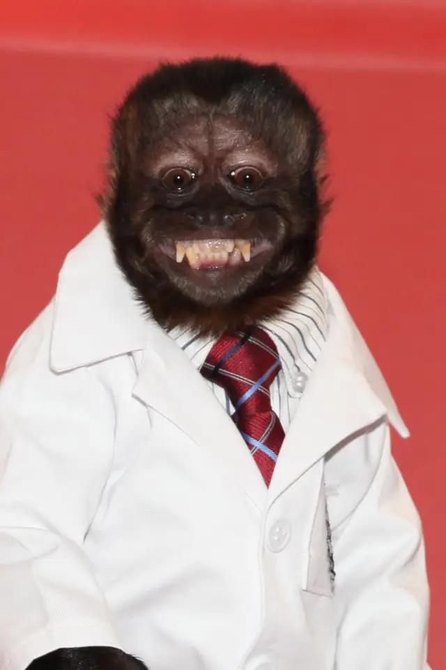 Zdjęcie Crystal the Monkey