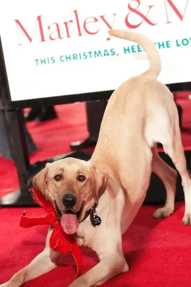 Zdjęcie  (Clyde the Dog)