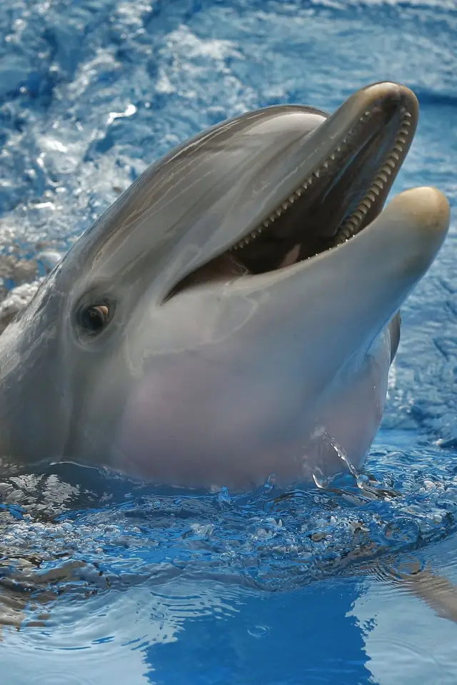 Zdjęcie  (Winter The Dolphin)