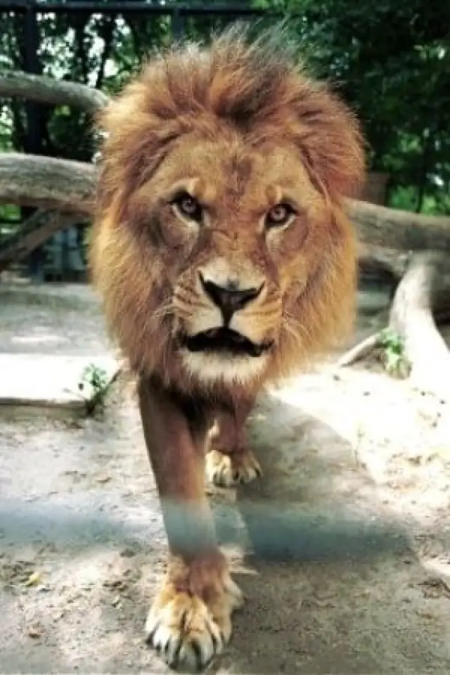 Zdjęcie  (Caesar the Lion)
