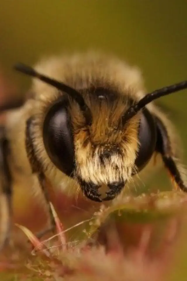 Zdjęcie  (Buzz Bee)