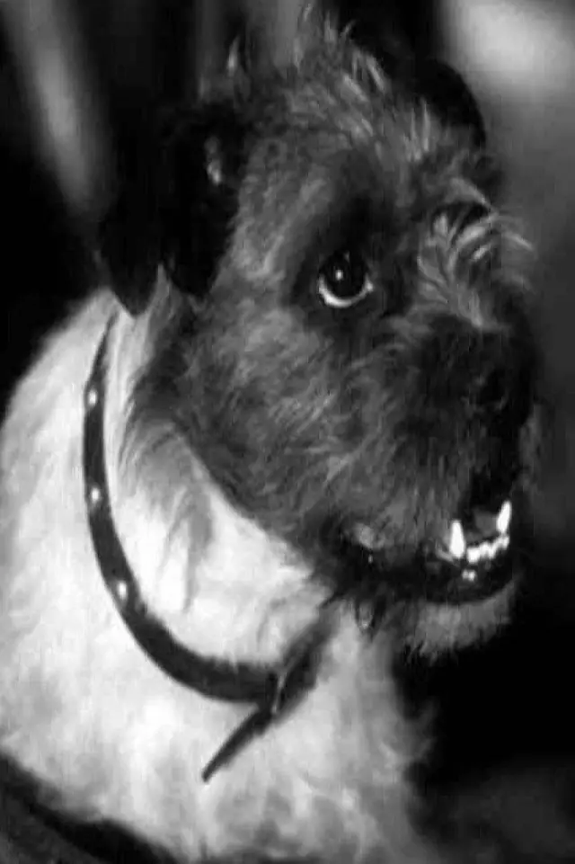 Zdjęcie  (Zero the Dog)