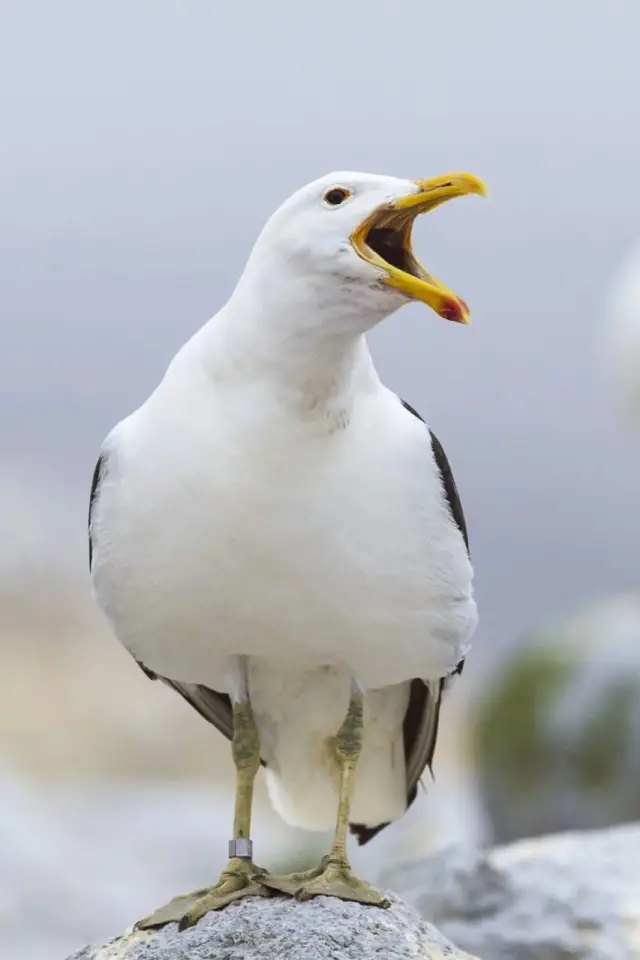 Zdjęcie  (Sully Seagull)