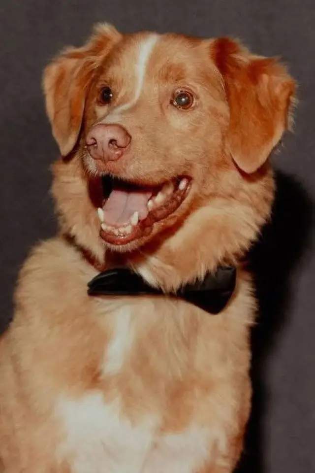 Zdjęcie  (Indy the Dog)