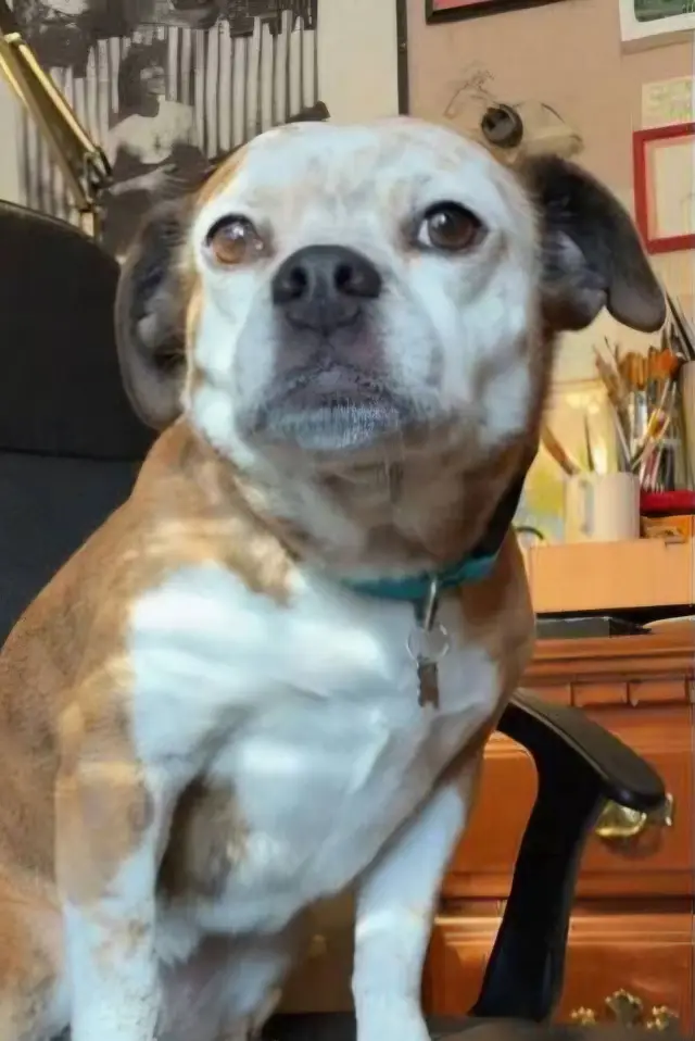Zdjęcie  (Dorothy the Dog)