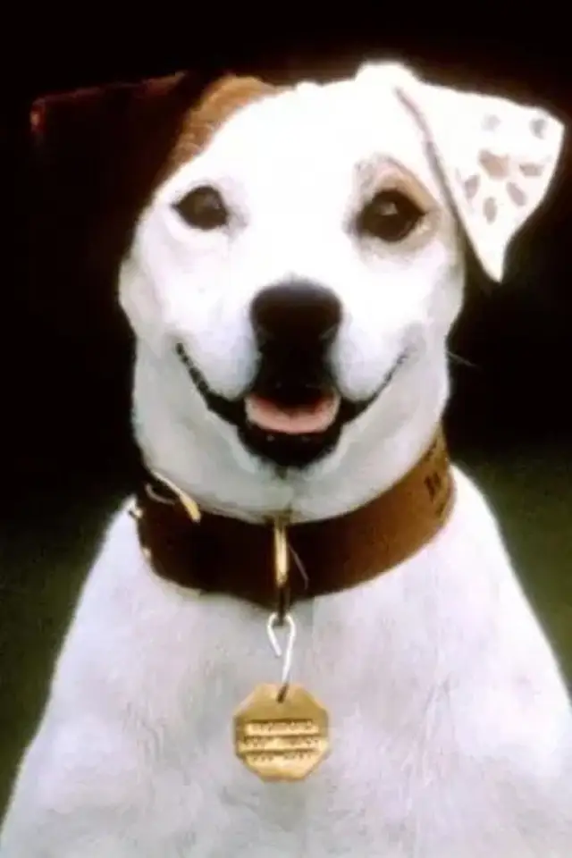 Zdjęcie  (Soccer the Dog)