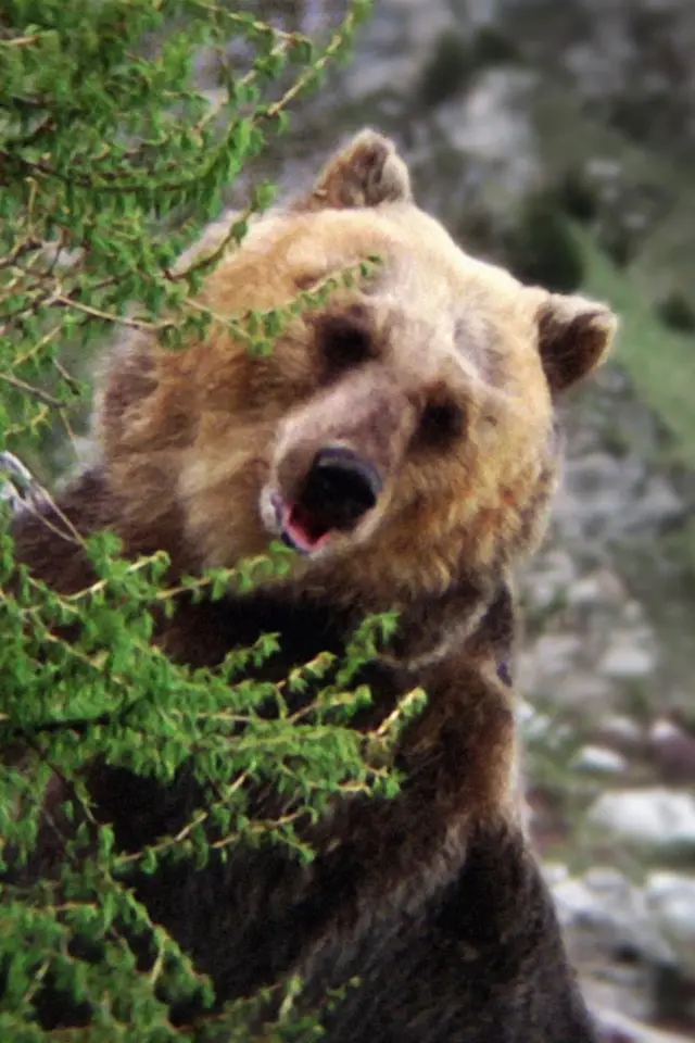 Zdjęcie  (Bozo the Bear)