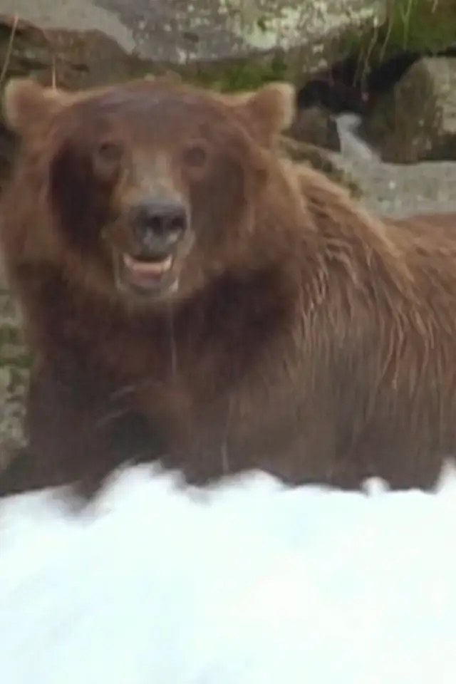 Zdjęcie  (Bear 141)
